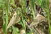 Aspitates ochrearia